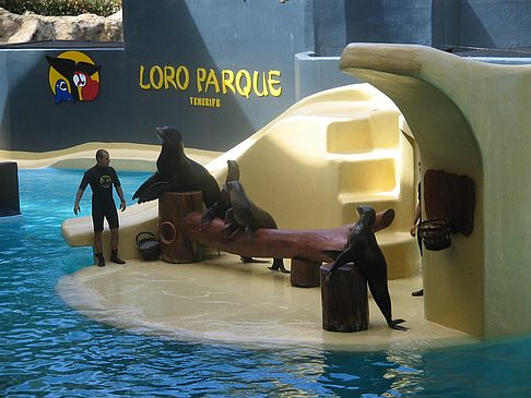 Foto Loro Parque